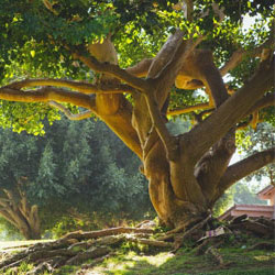 Hedge cutting, tree pruning  